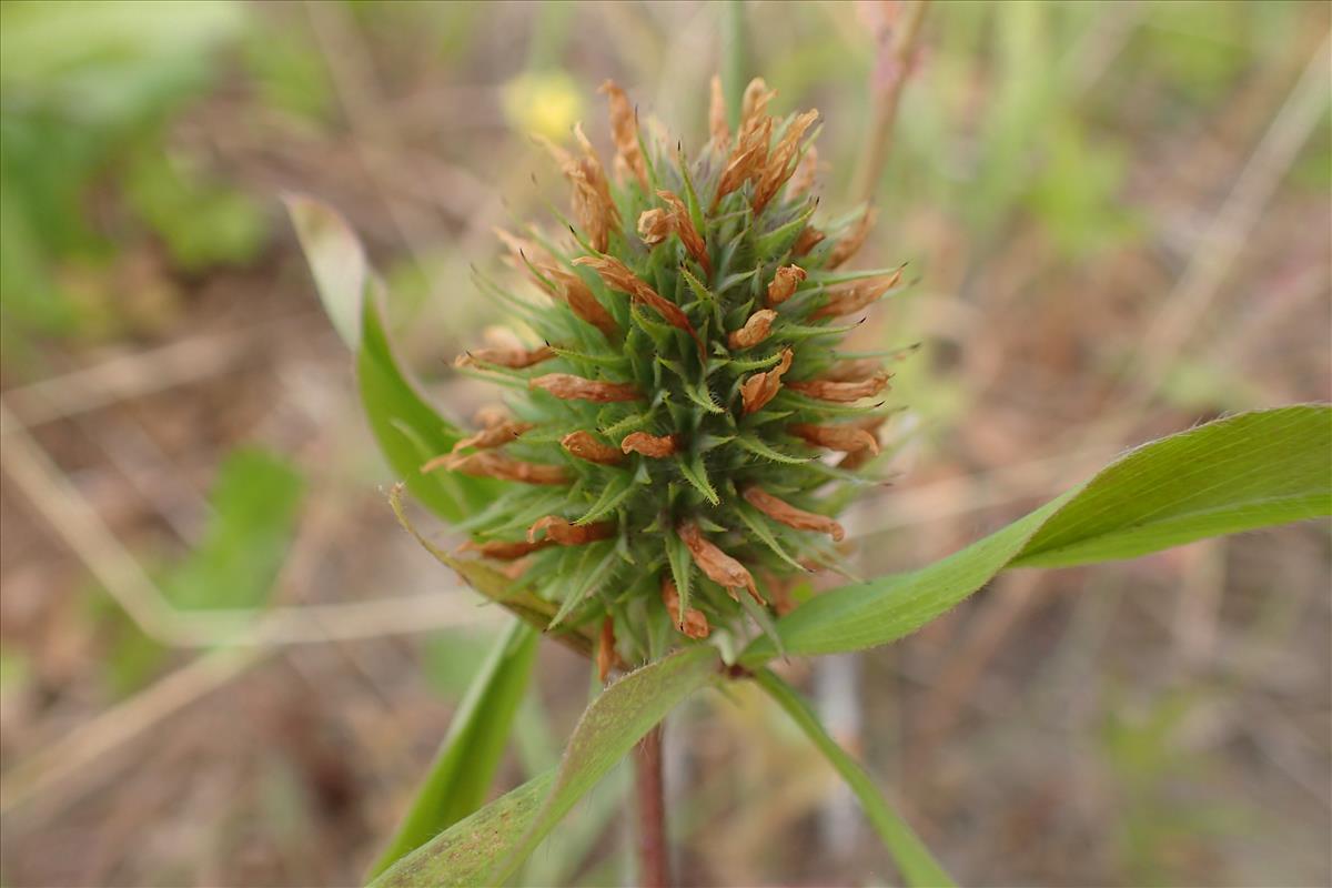 Trifolium squarrosum (door Sipke Gonggrijp)