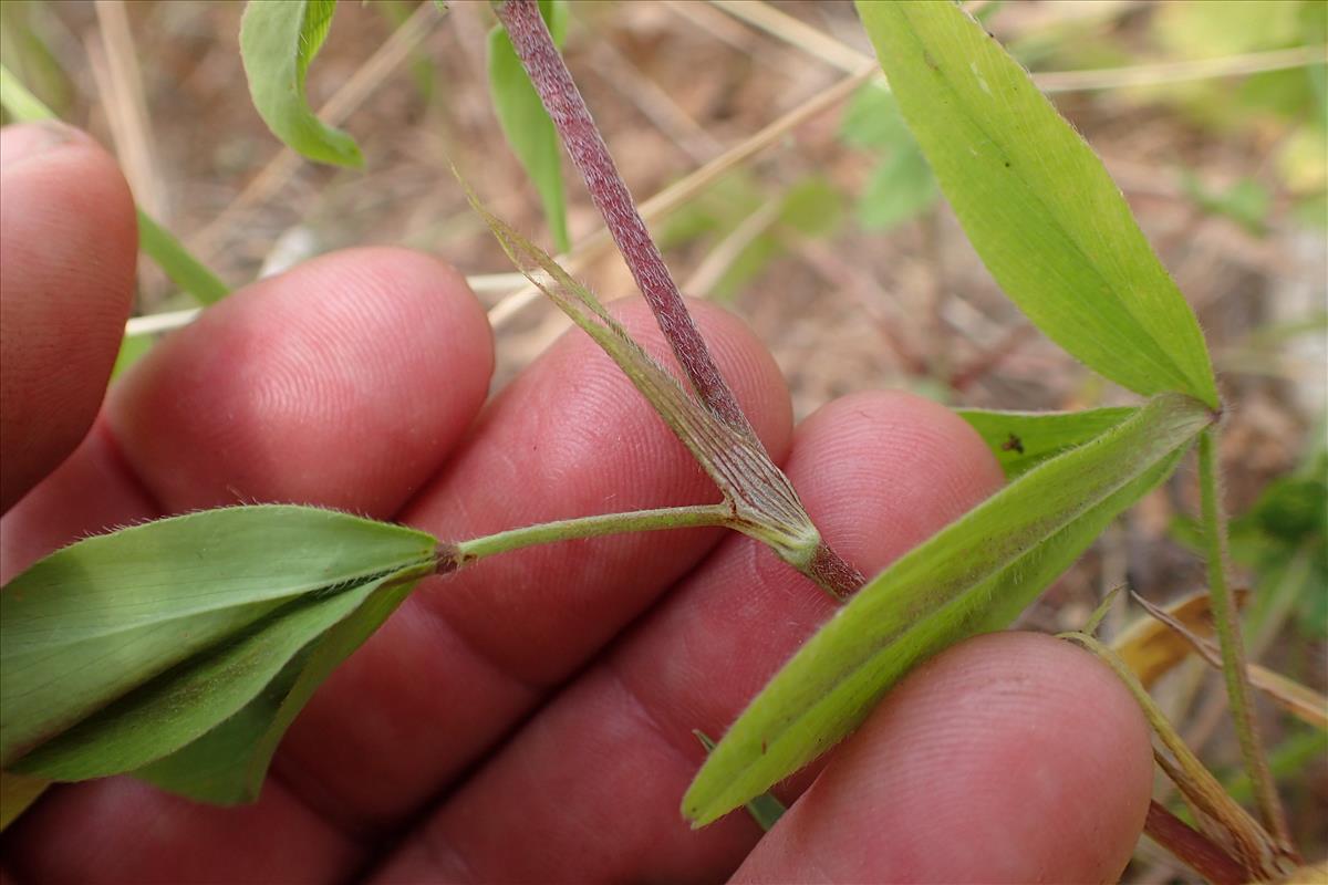 Trifolium squarrosum (door Sipke Gonggrijp)