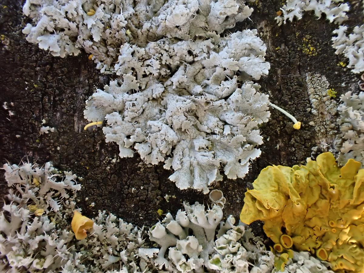 Physcia leptalea (door Lukas Verboom)