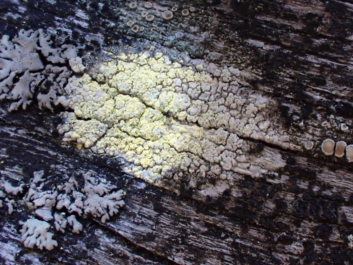 Ochrolechia arborea (door Lukas Verboom)
