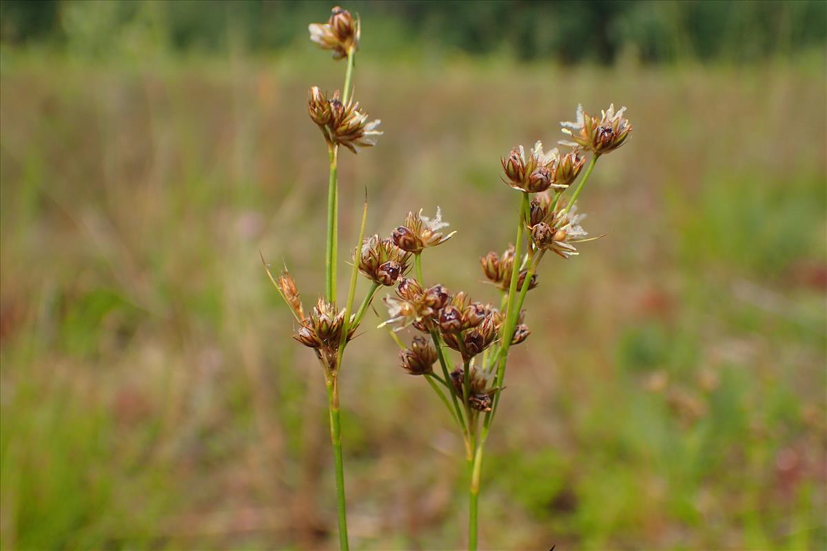 Juncus marginatus (door Sipke Gonggrijp)