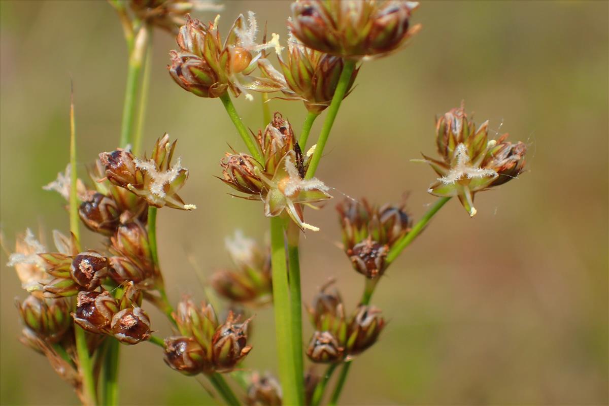 Juncus marginatus (door Sipke Gonggrijp)