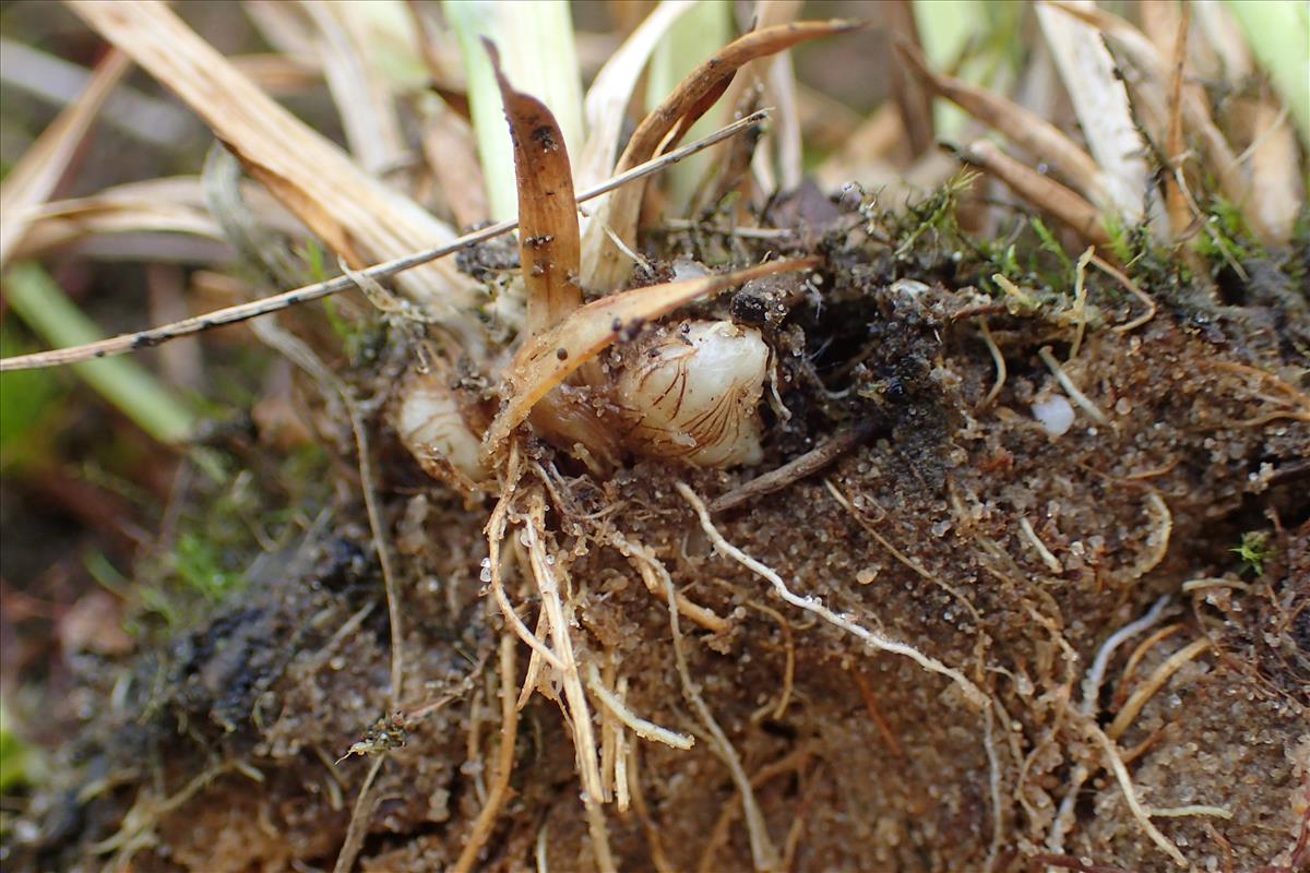 Juncus marginatus (door Sipke Gonggrijp)