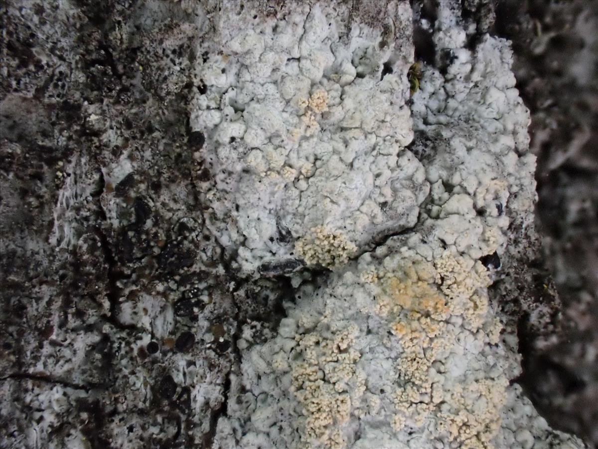 Ochrolechia arborea (door Lukas Verboom)