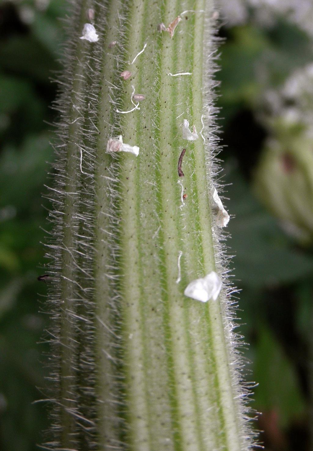 Heracleum mantegazzianum (door Bert Verbruggen)