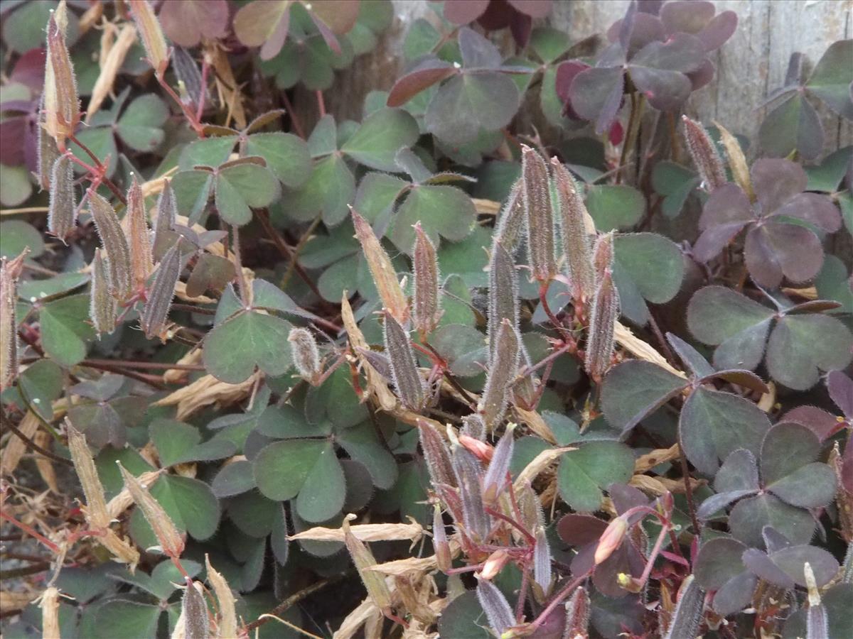 Oxalis corniculata (door Willemien Troelstra)