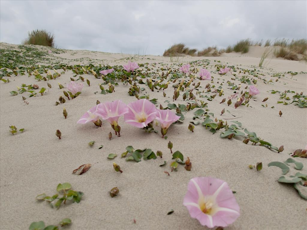 Convolvulus soldanella (door Adrie van Heerden)