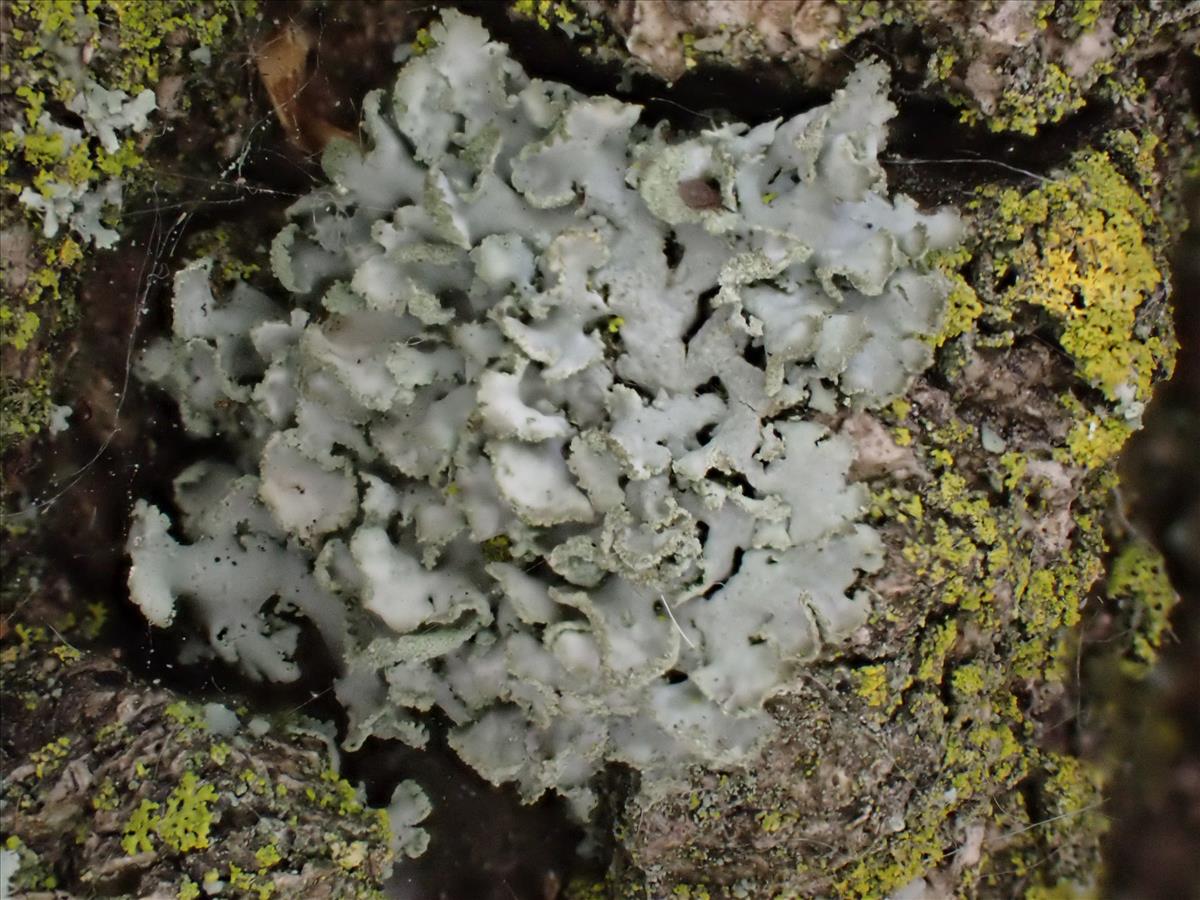 Physcia vitii (door Lukas Verboom)
