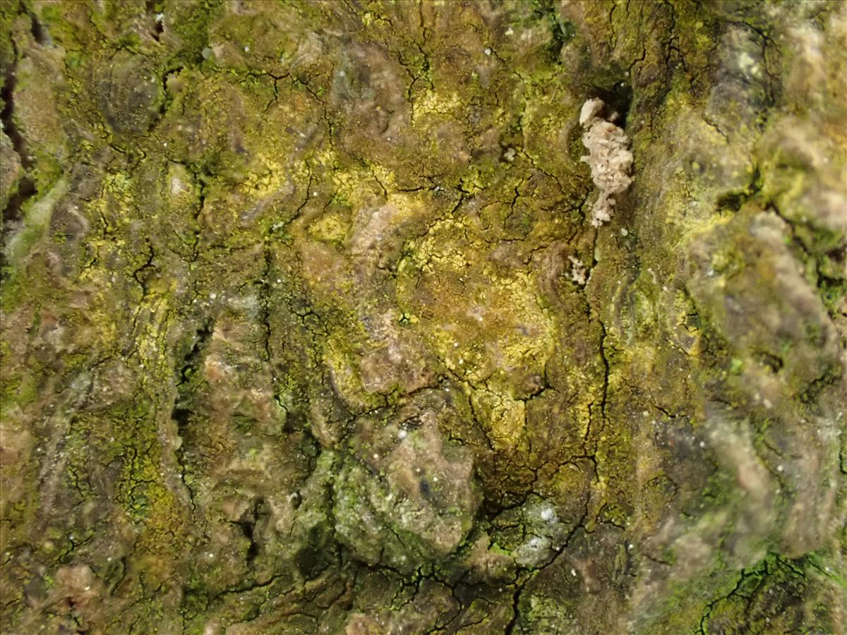 Zwackhia sorediifera (door Lukas Verboom)