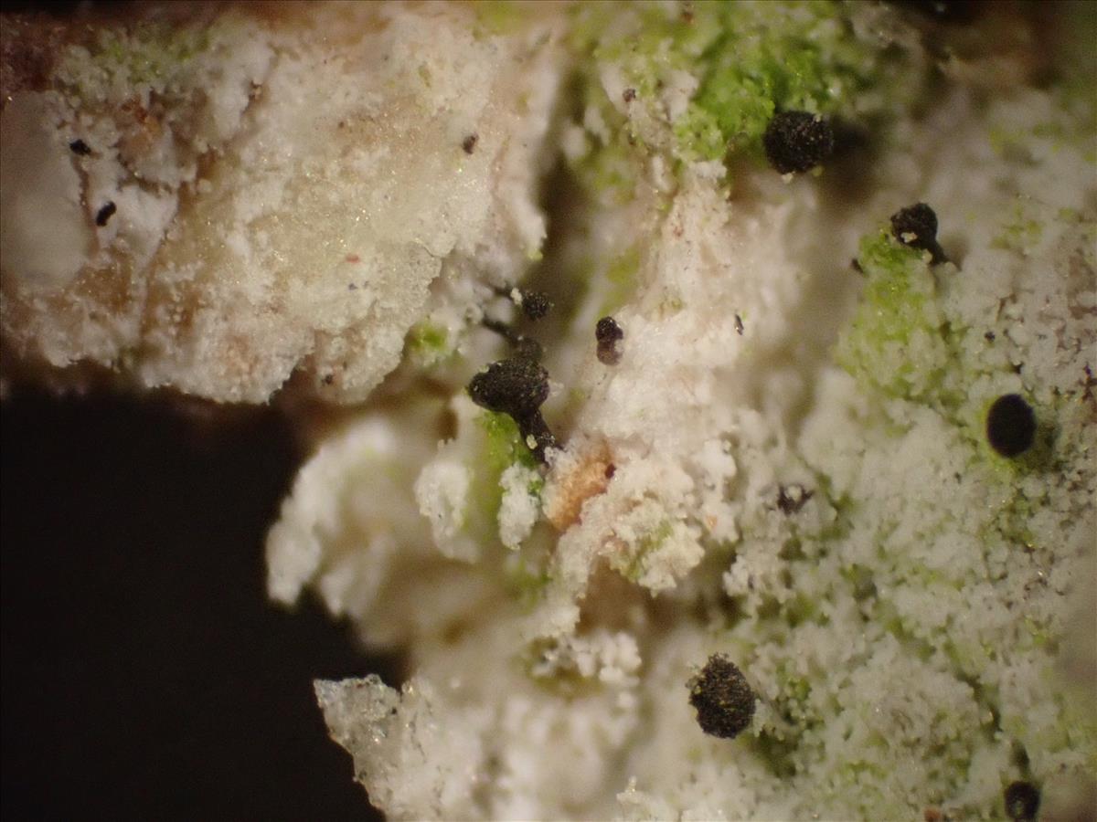 Chaenothecopsis pusilla (door Lukas Verboom)