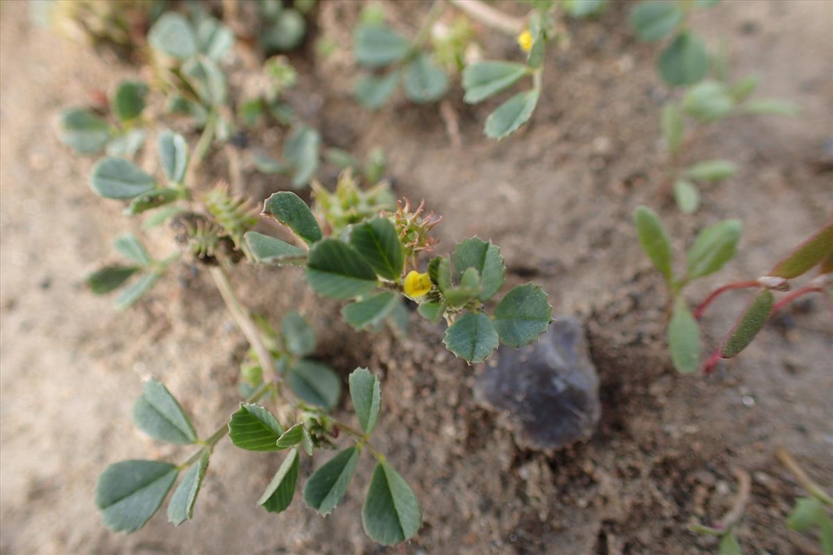 Medicago praecox (door Sipke Gonggrijp)