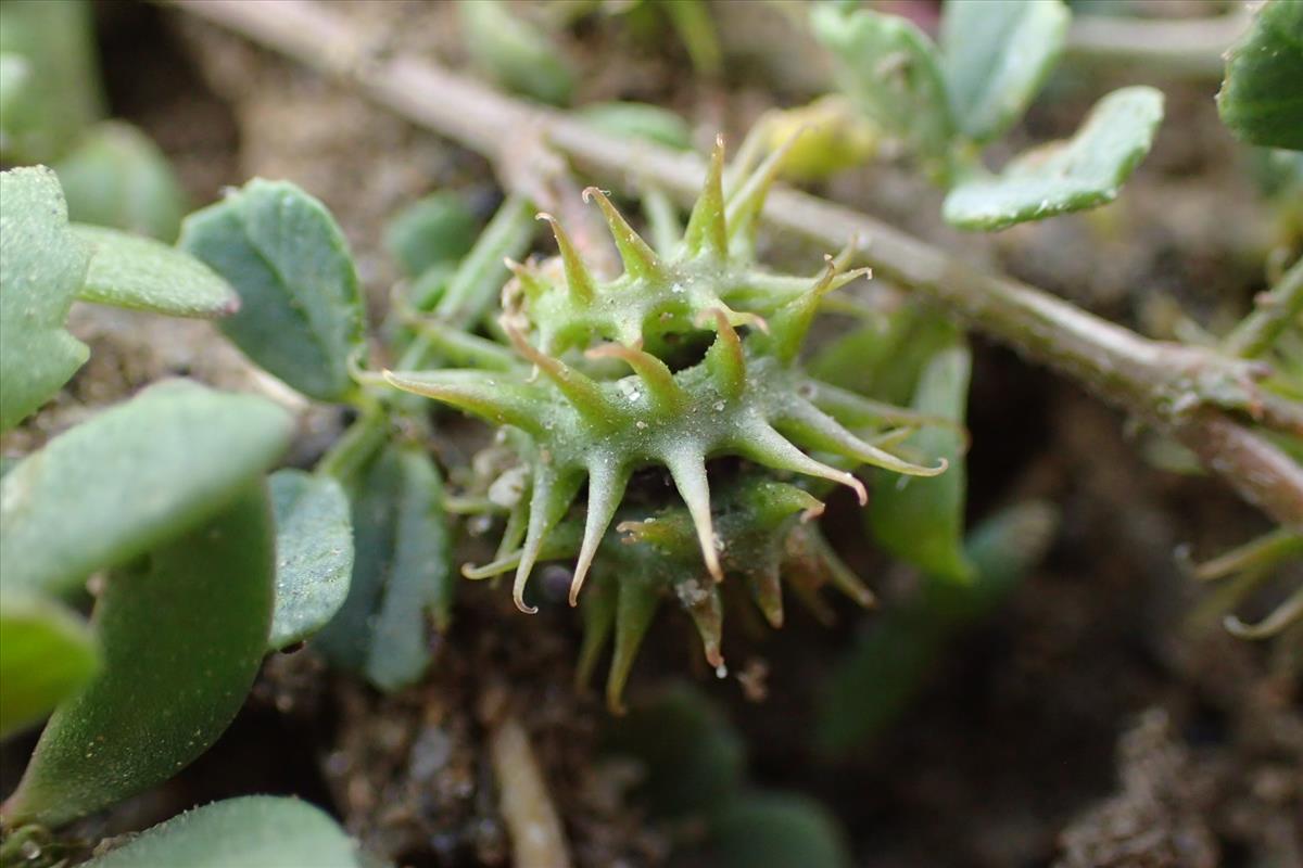 Medicago praecox (door Sipke Gonggrijp)