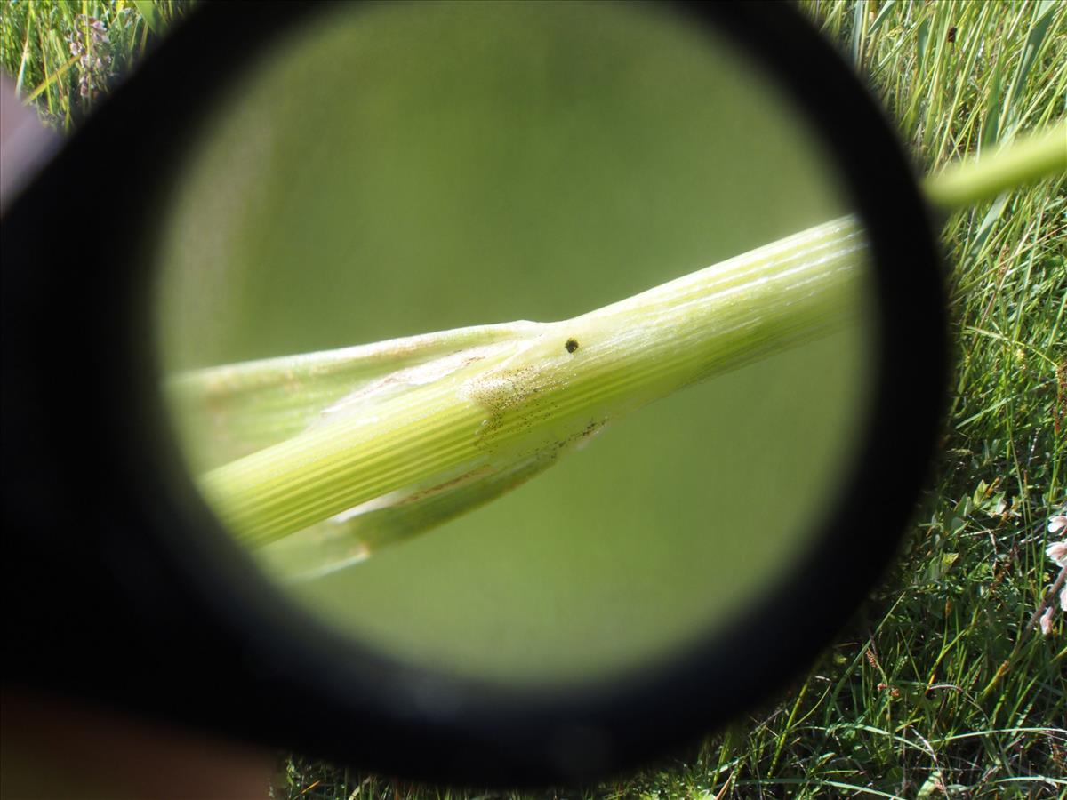 Carex punctata (door Willemien Troelstra)