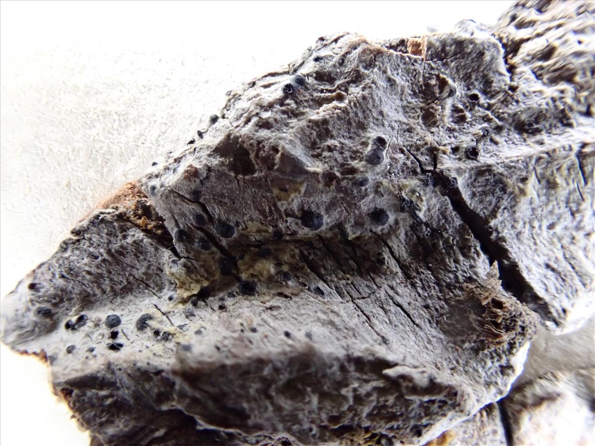Acrocordia cavata (door Laurens Sparrius)