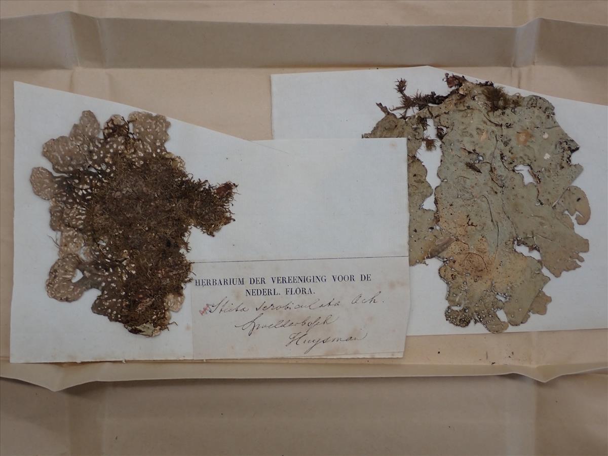 Lobaria scrobiculata (door Laurens Sparrius)