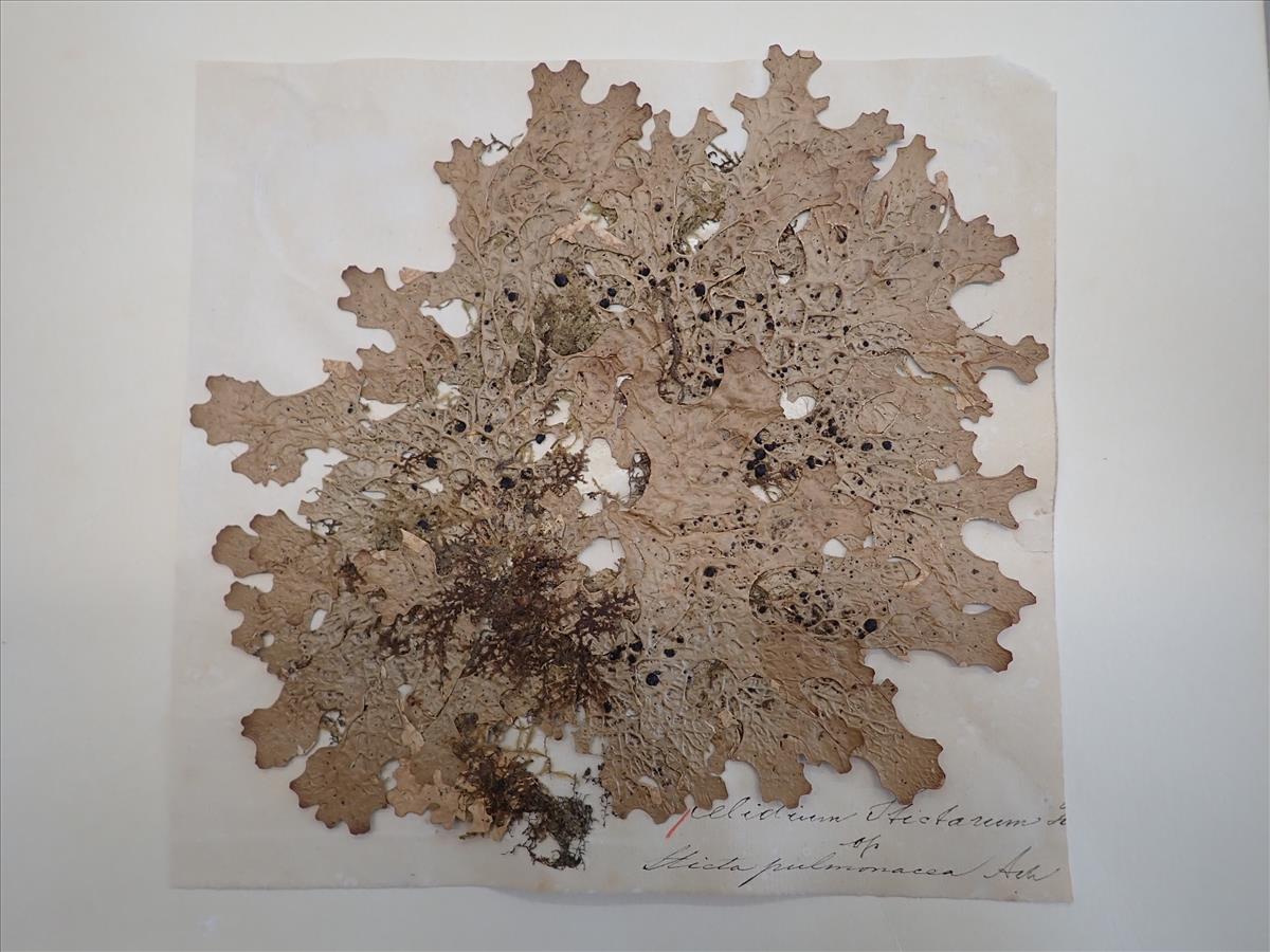 Plectocarpon lichenum (door Laurens Sparrius)