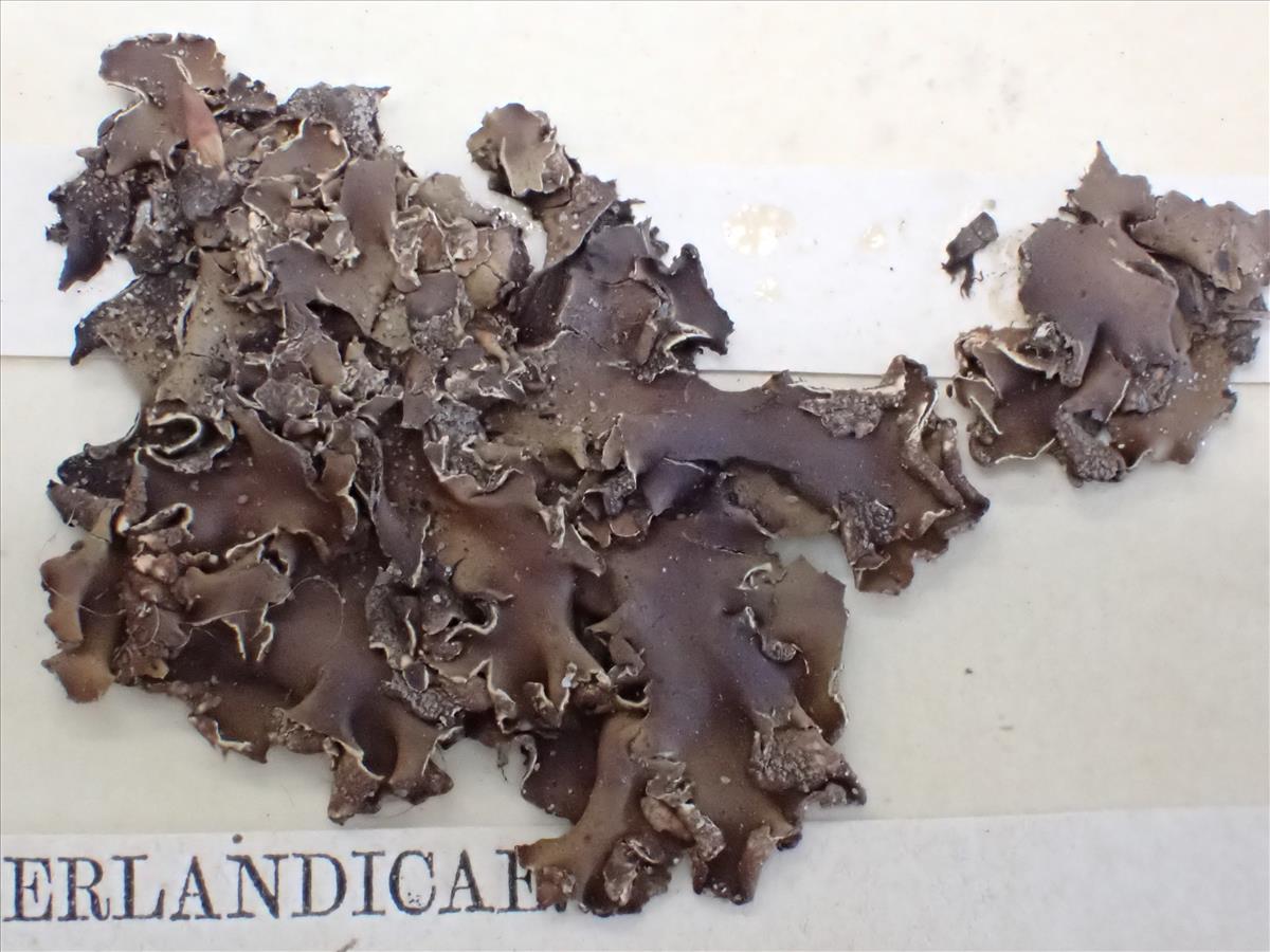 Peltigera malacea (door Laurens Sparrius)