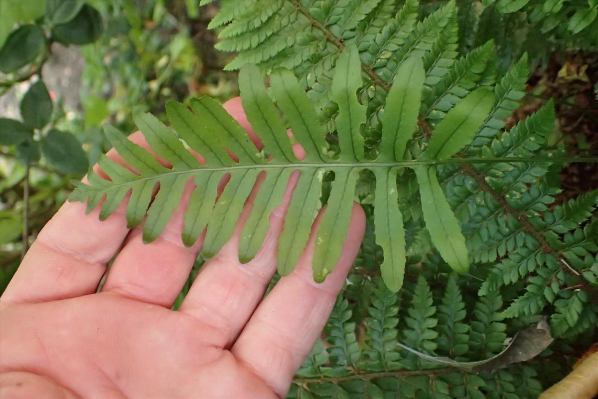 Polypodium cambricum (door Sipke Gonggrijp)