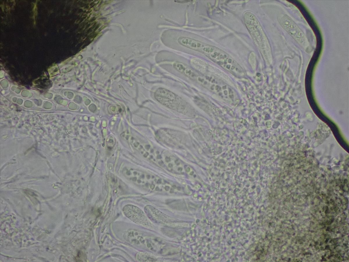 Arthopyrenia analepta (door Lukas Verboom)