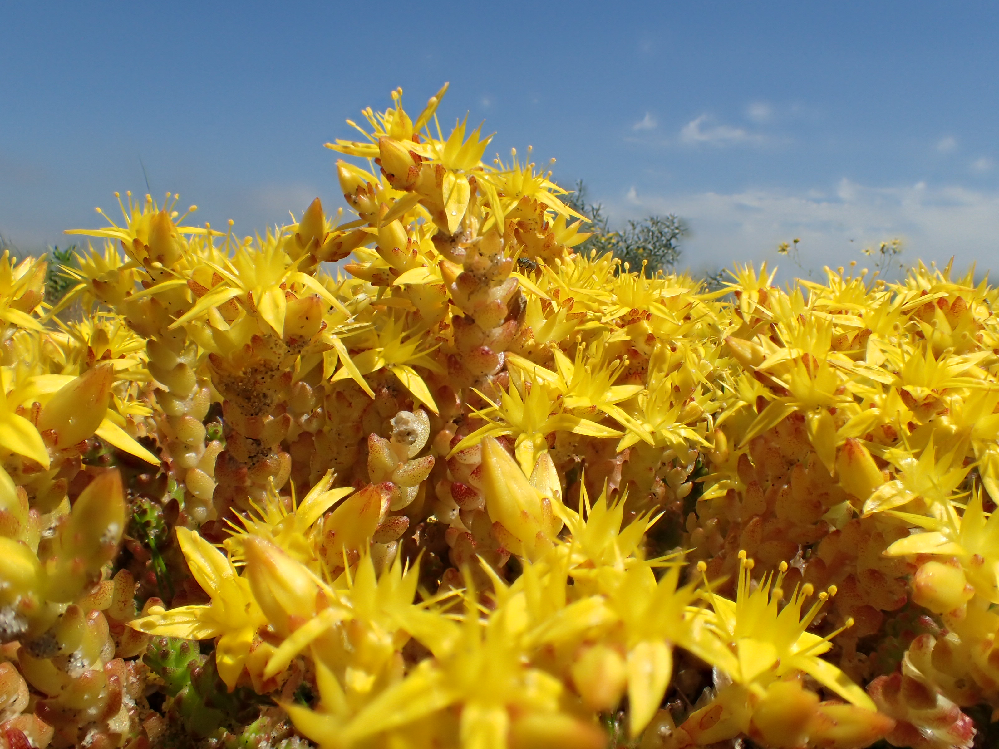 Sedum acre (door Adrie van Heerden)