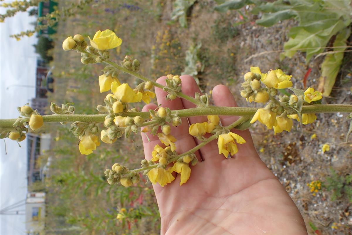 Verbascum x murbeckii (door Sipke Gonggrijp)