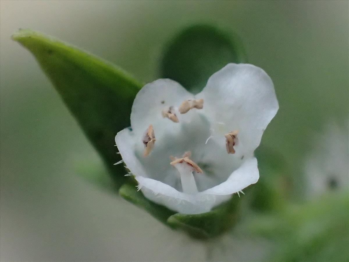 Perilla frutescens (door Sipke Gonggrijp)