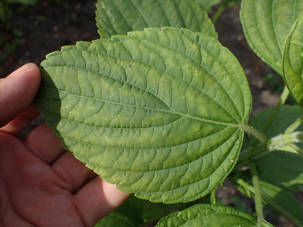 Perilla frutescens (door Sipke Gonggrijp)