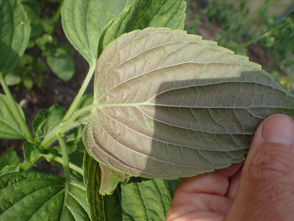 Perilla frutescens (door Sipke Gonggrijp)