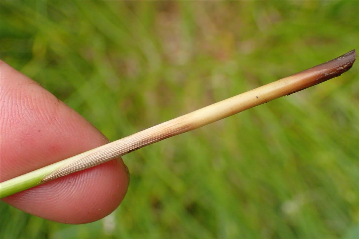 Juncus remotiflorus (door Sipke Gonggrijp)