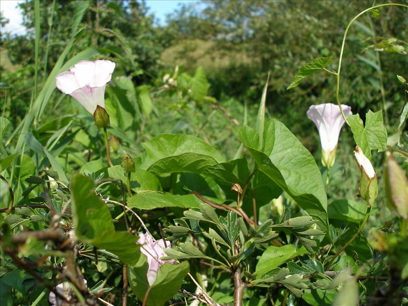 Convolvulus sepium (door Piet Bremer )