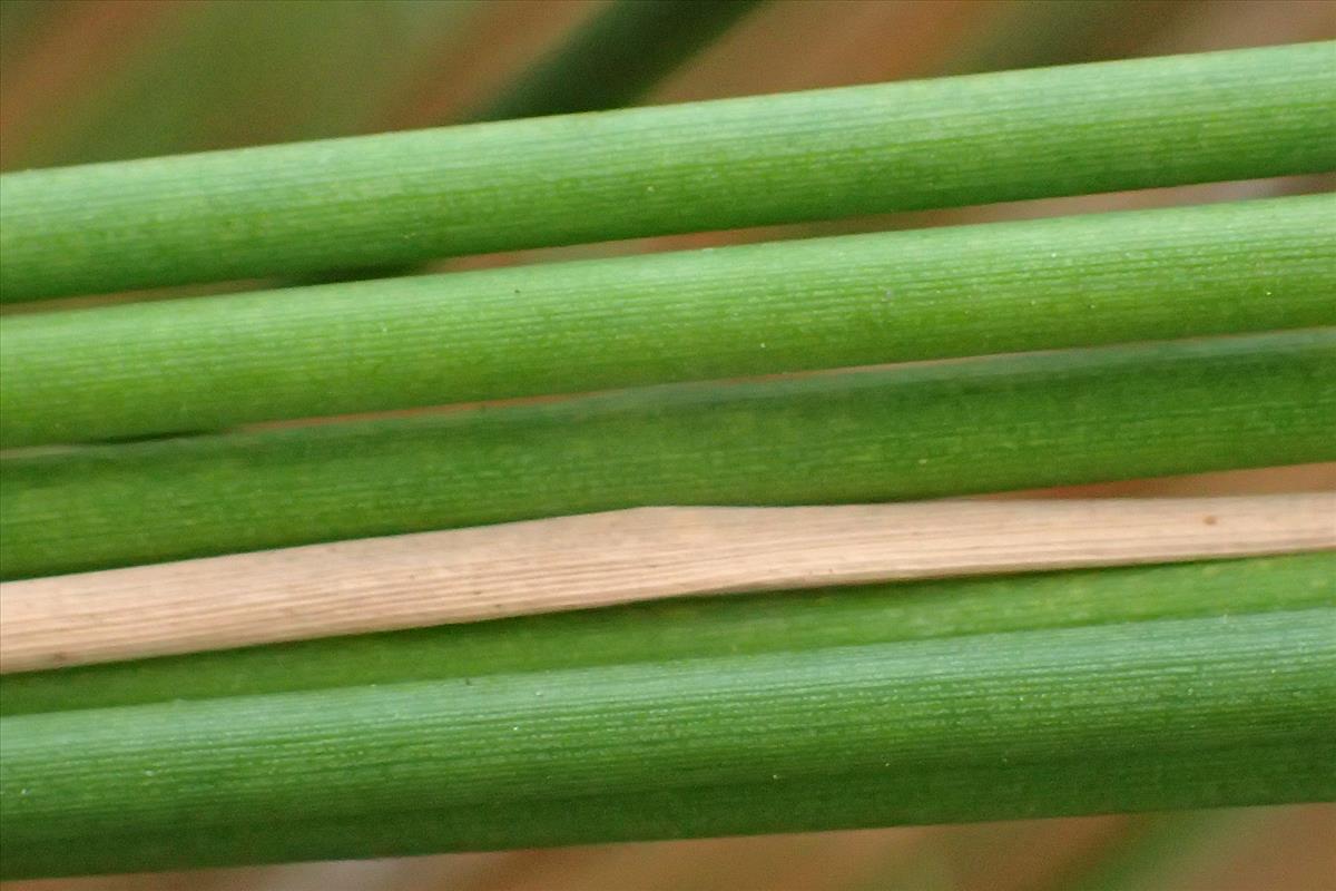 Juncus remotiflorus (door Sipke Gonggrijp)