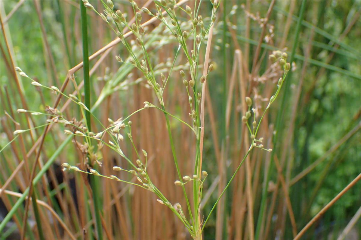 Juncus remotiflorus (door Sipke Gonggrijp)