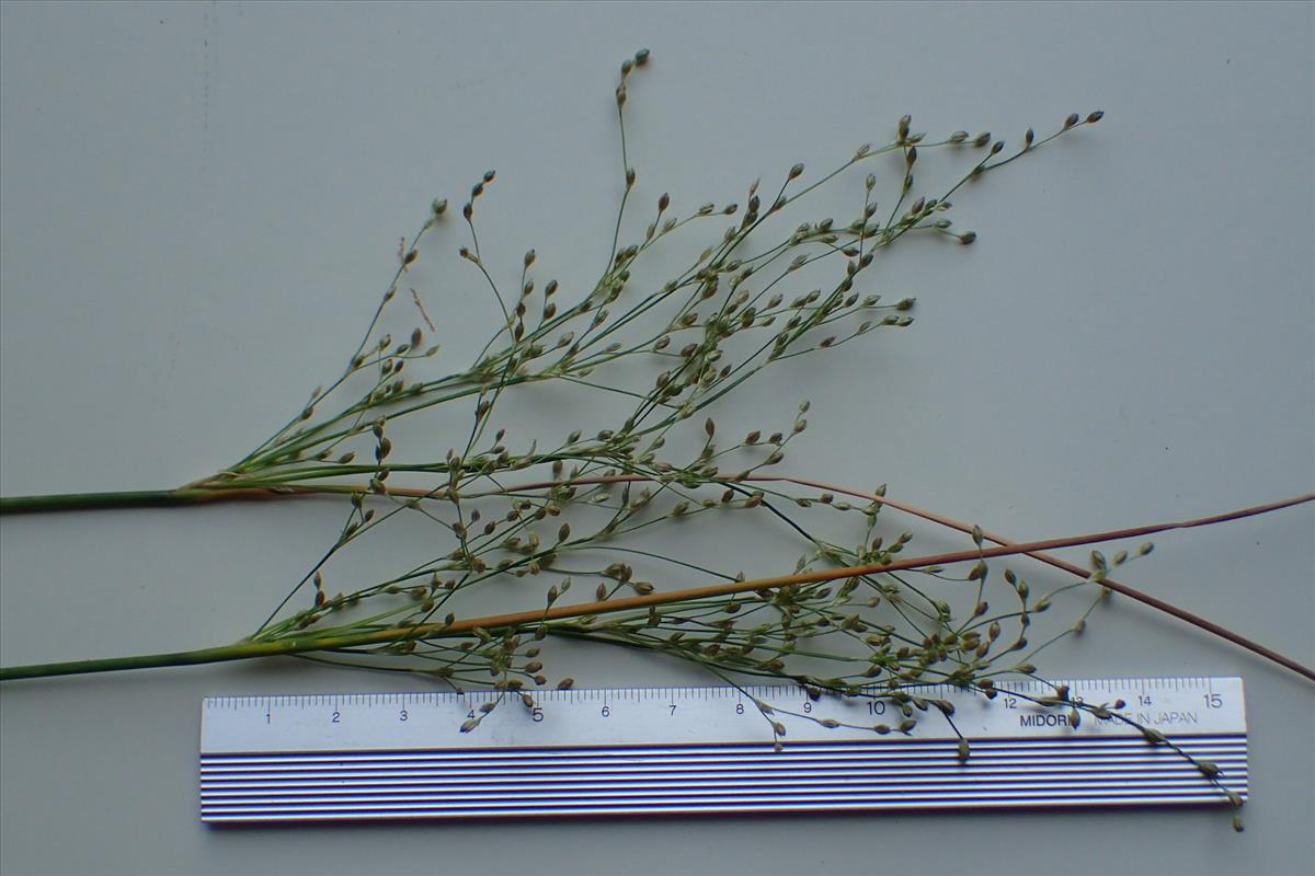 Juncus remotiflorus (door Sipke Gonggrijp)