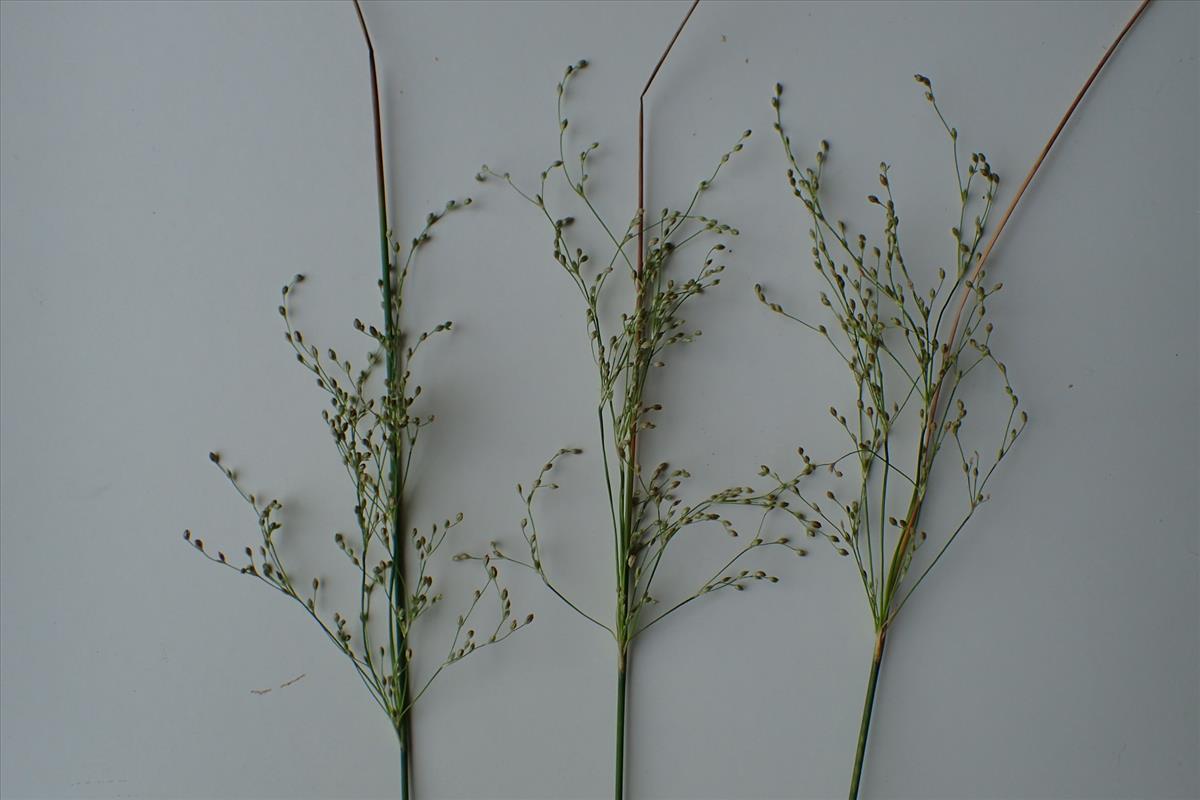 Juncus remotiflorus (door Sipke Gonggrijp)