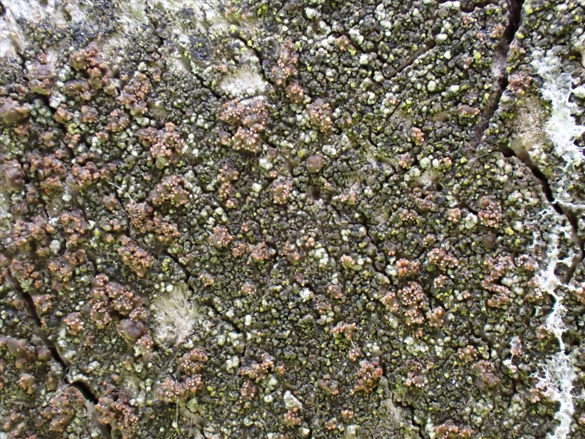 Protoparmelia ochrococca (door Lukas Verboom)