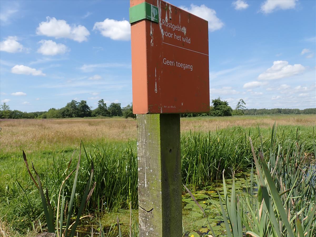 Protoparmelia ochrococca (door Lukas Verboom)