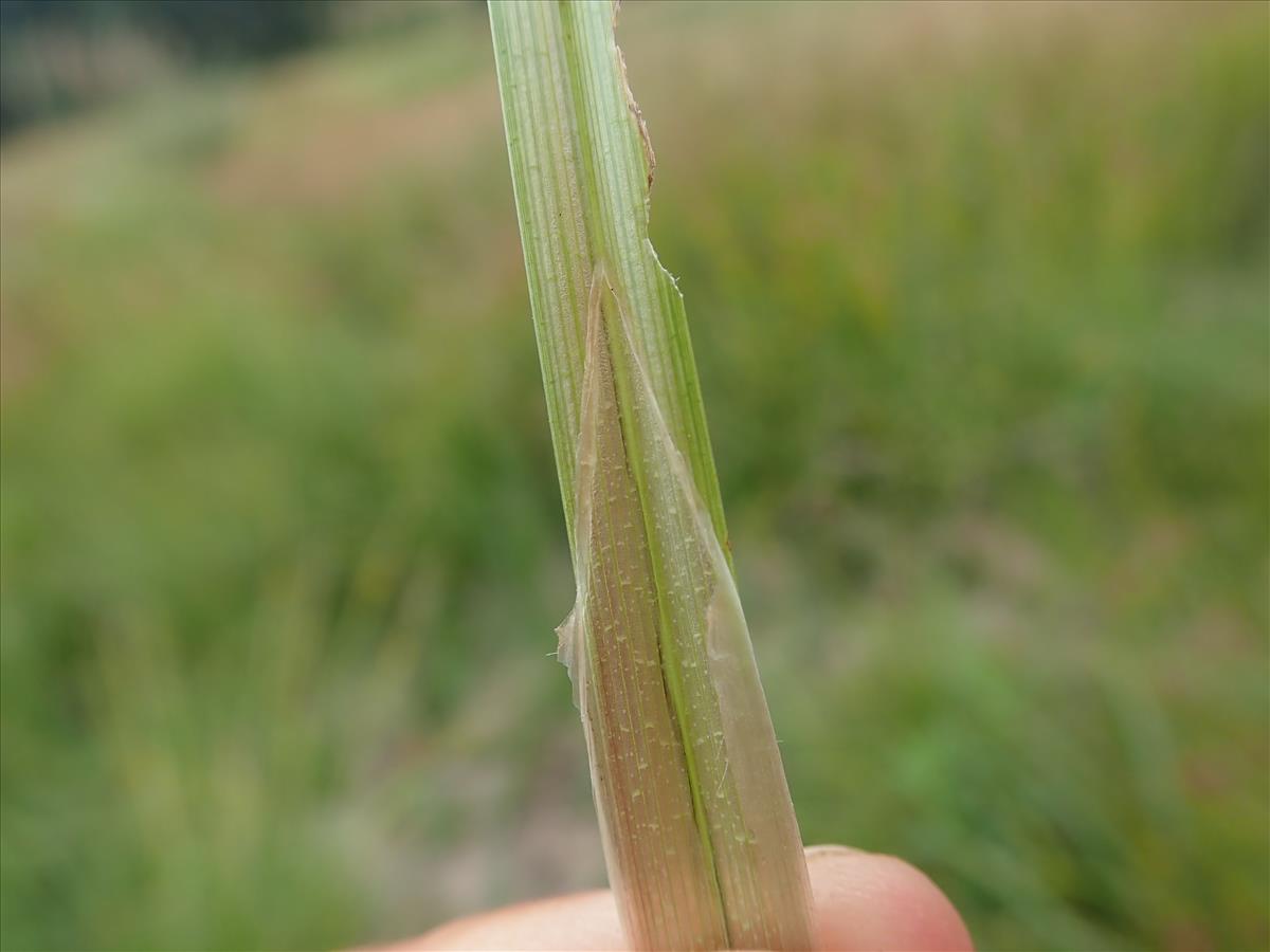 Carex vesicaria (door Tim van de Vondervoort)