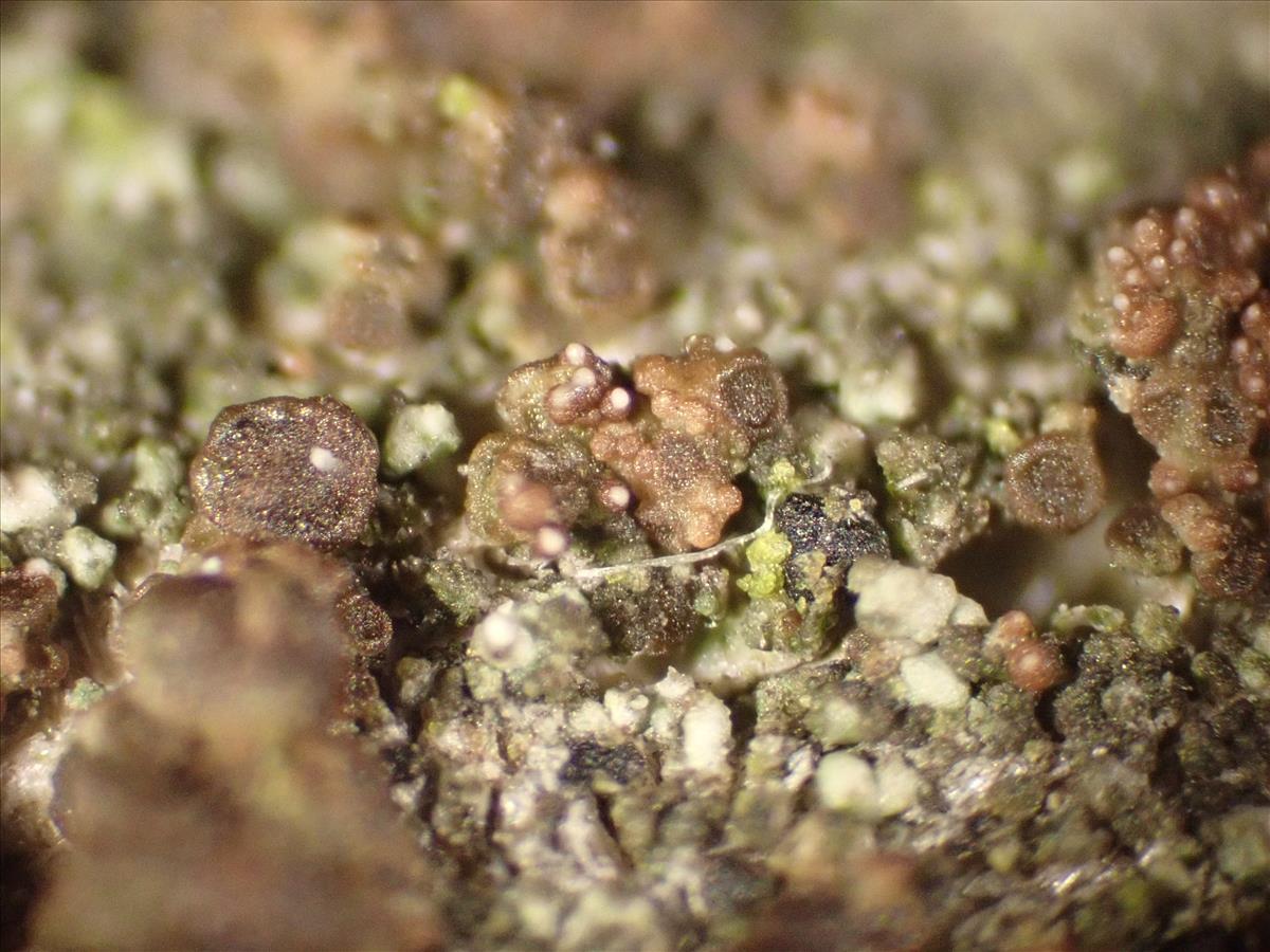 Protoparmelia ochrococca (door Lukas Verboom)