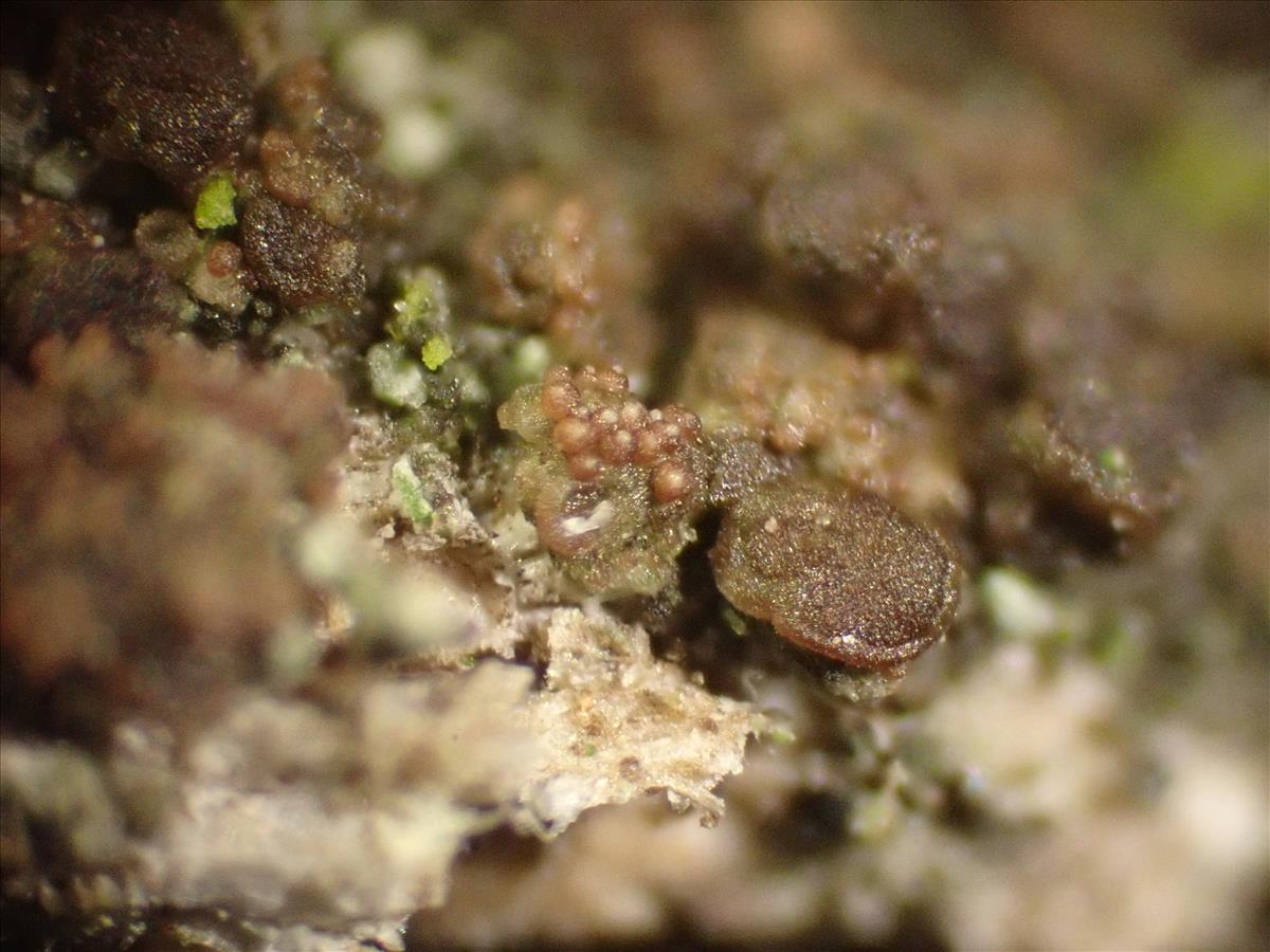 Protoparmelia ochrococca (door Lukas Verboom)