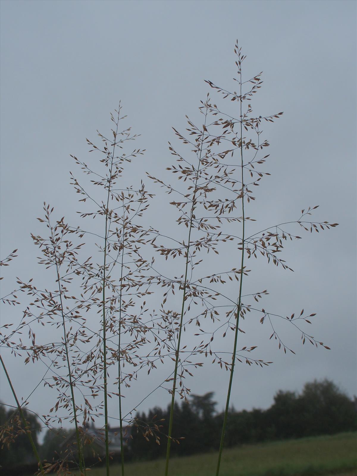 Agrostis gigantea (door Willemien Troelstra)