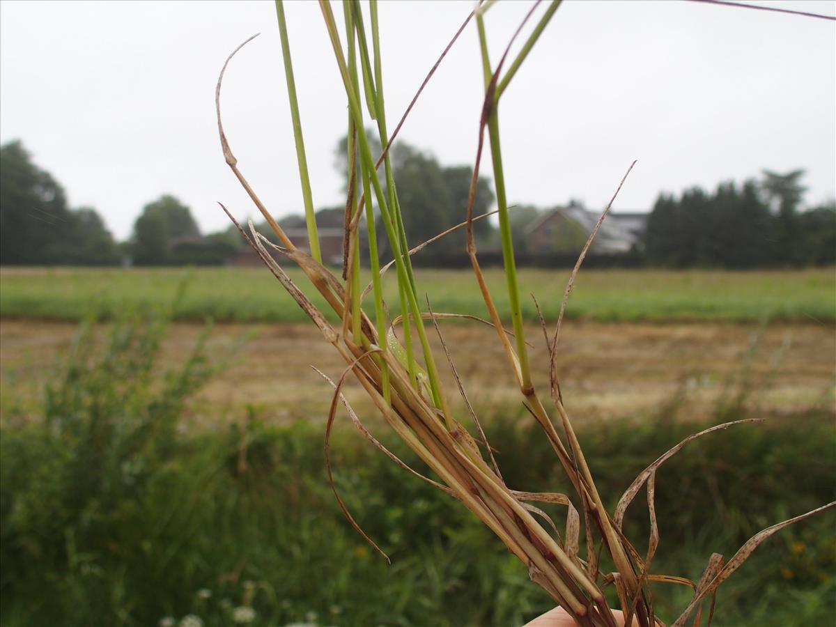 Agrostis gigantea (door Willemien Troelstra)