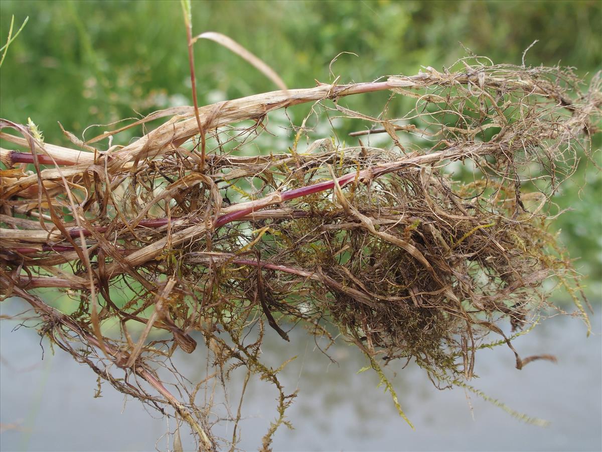 Agrostis gigantea (door Willemien Troelstra)