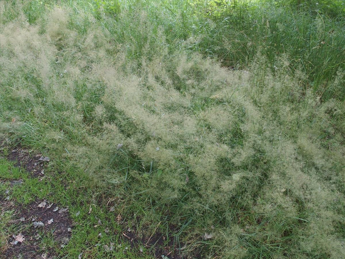 Agrostis capillaris (door Willemien Troelstra)