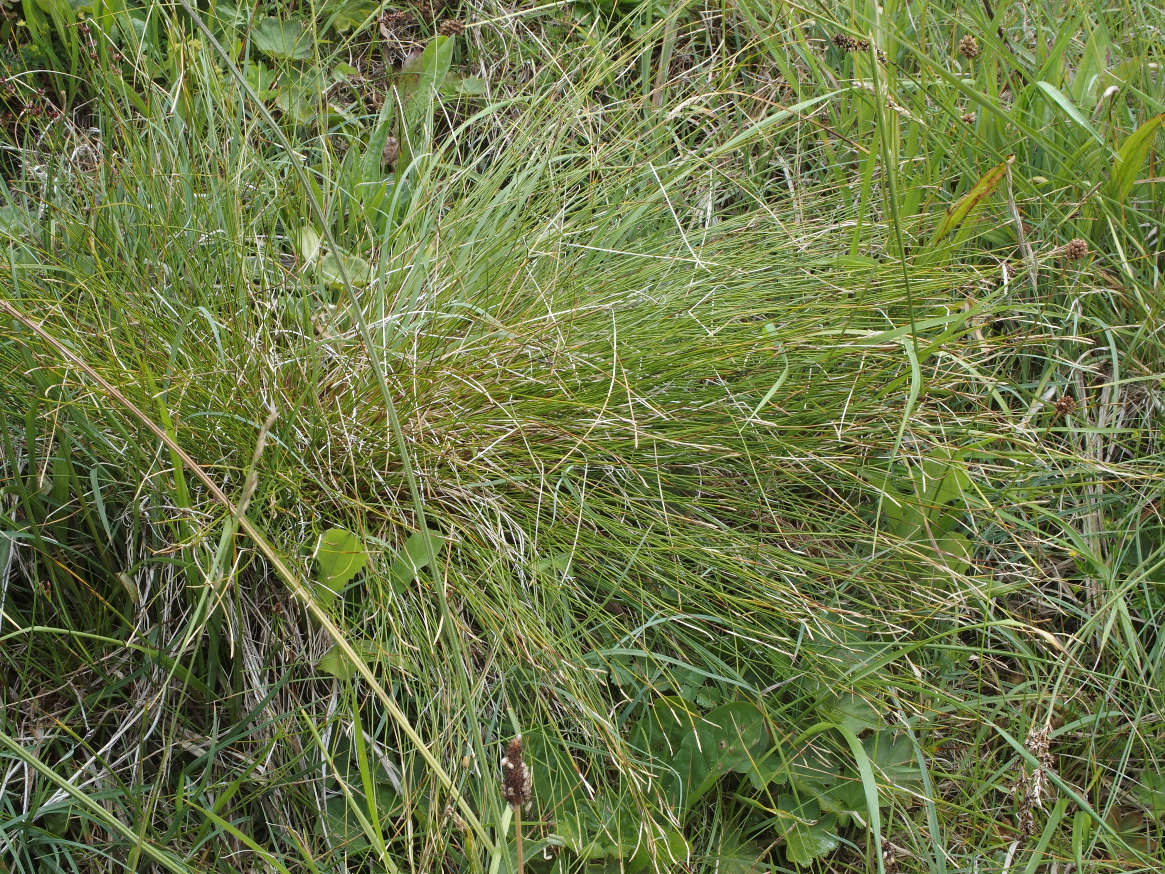Carex davalliana (door Willemien Troelstra)