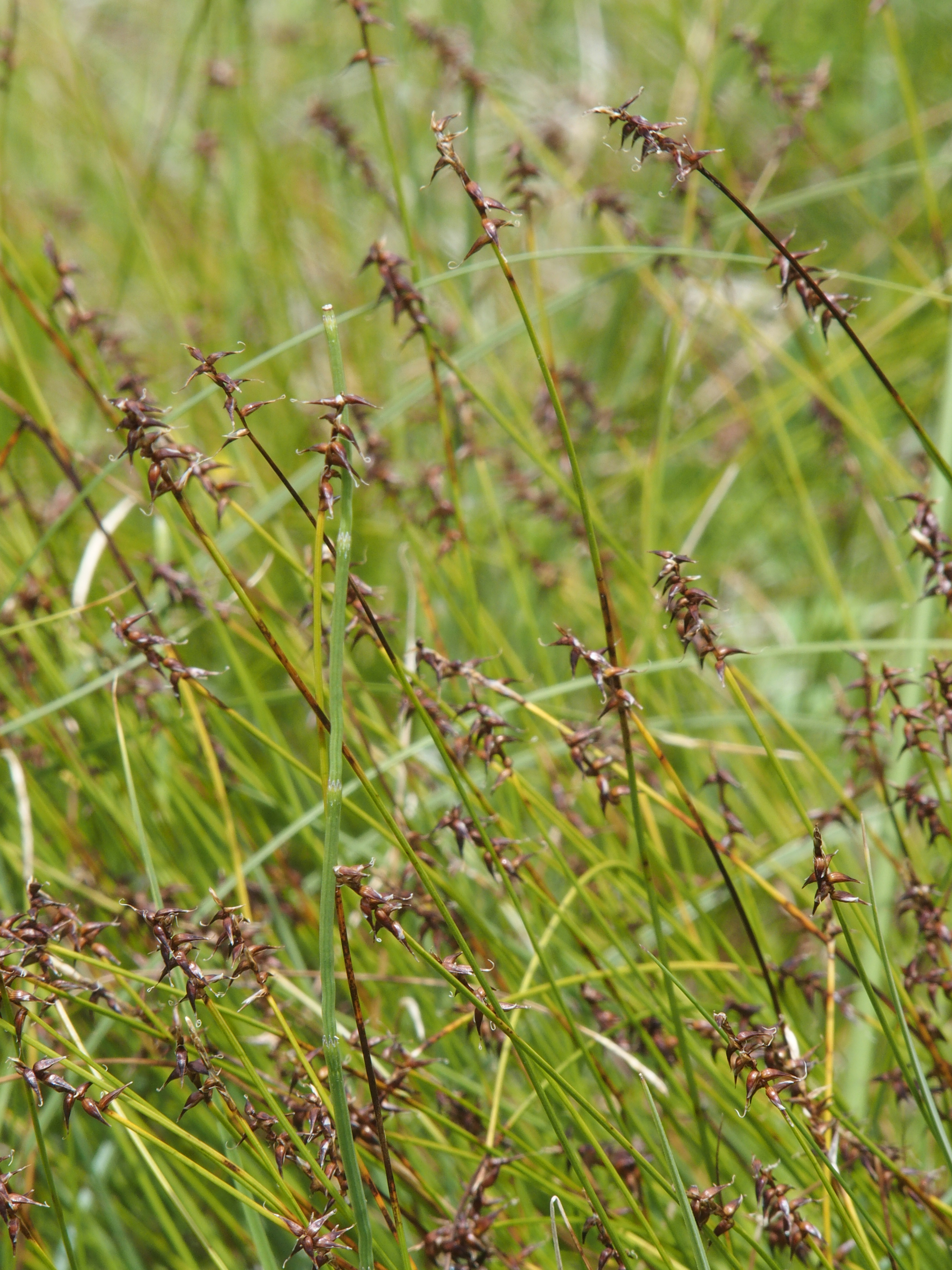 Carex davalliana (door Willemien Troelstra)