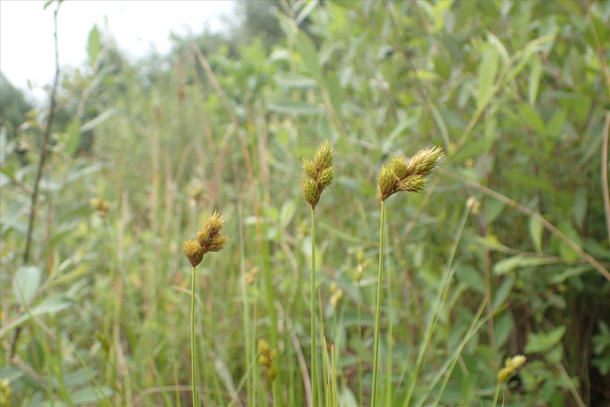 Carex scoparia (door Stef van Walsum)