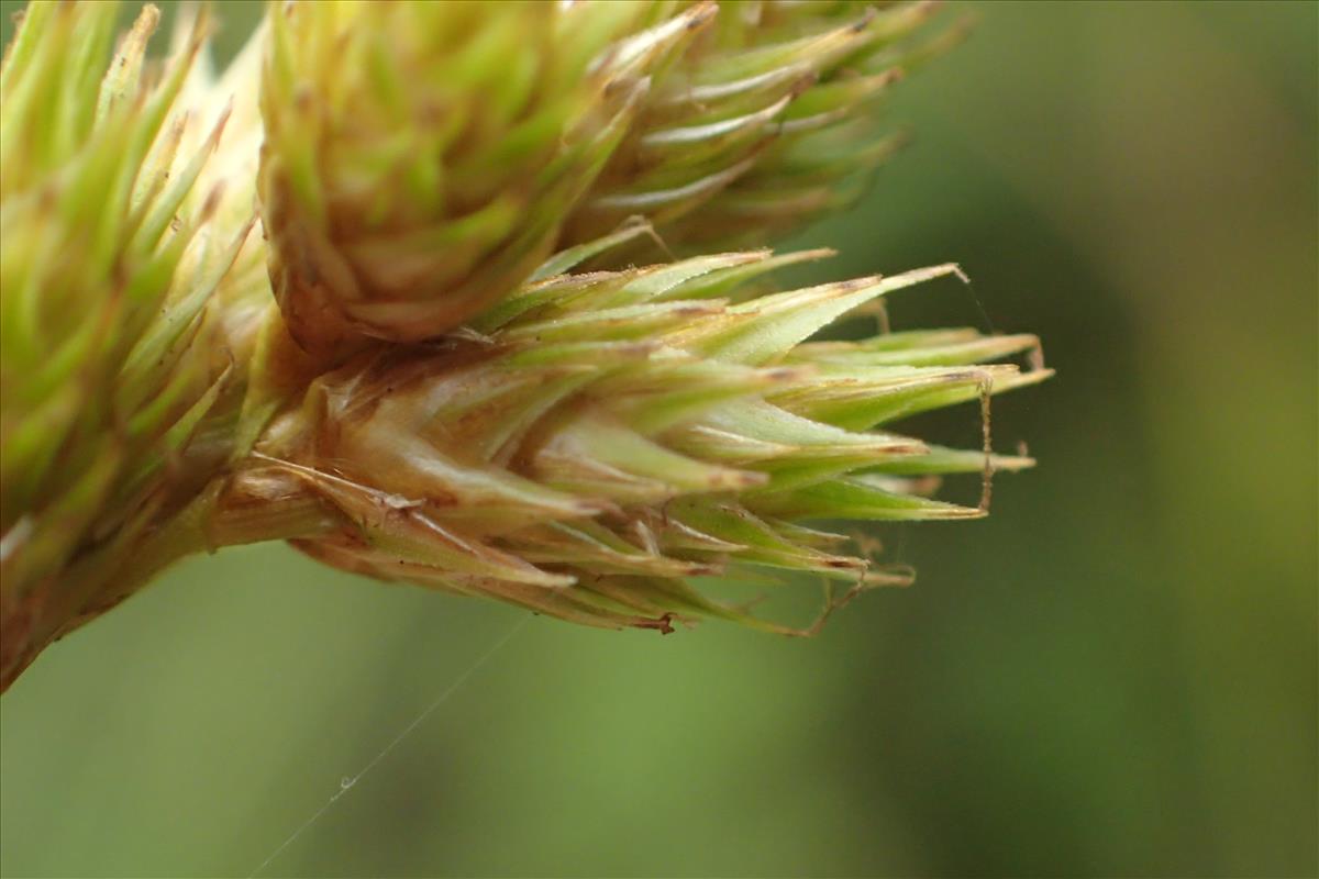 Carex scoparia (door Stef van Walsum)