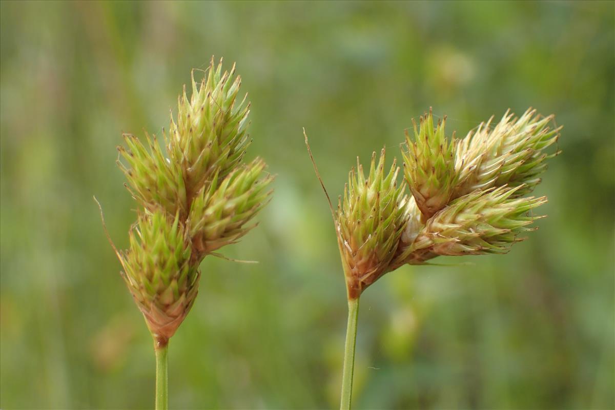 Carex scoparia (door Stef van Walsum)