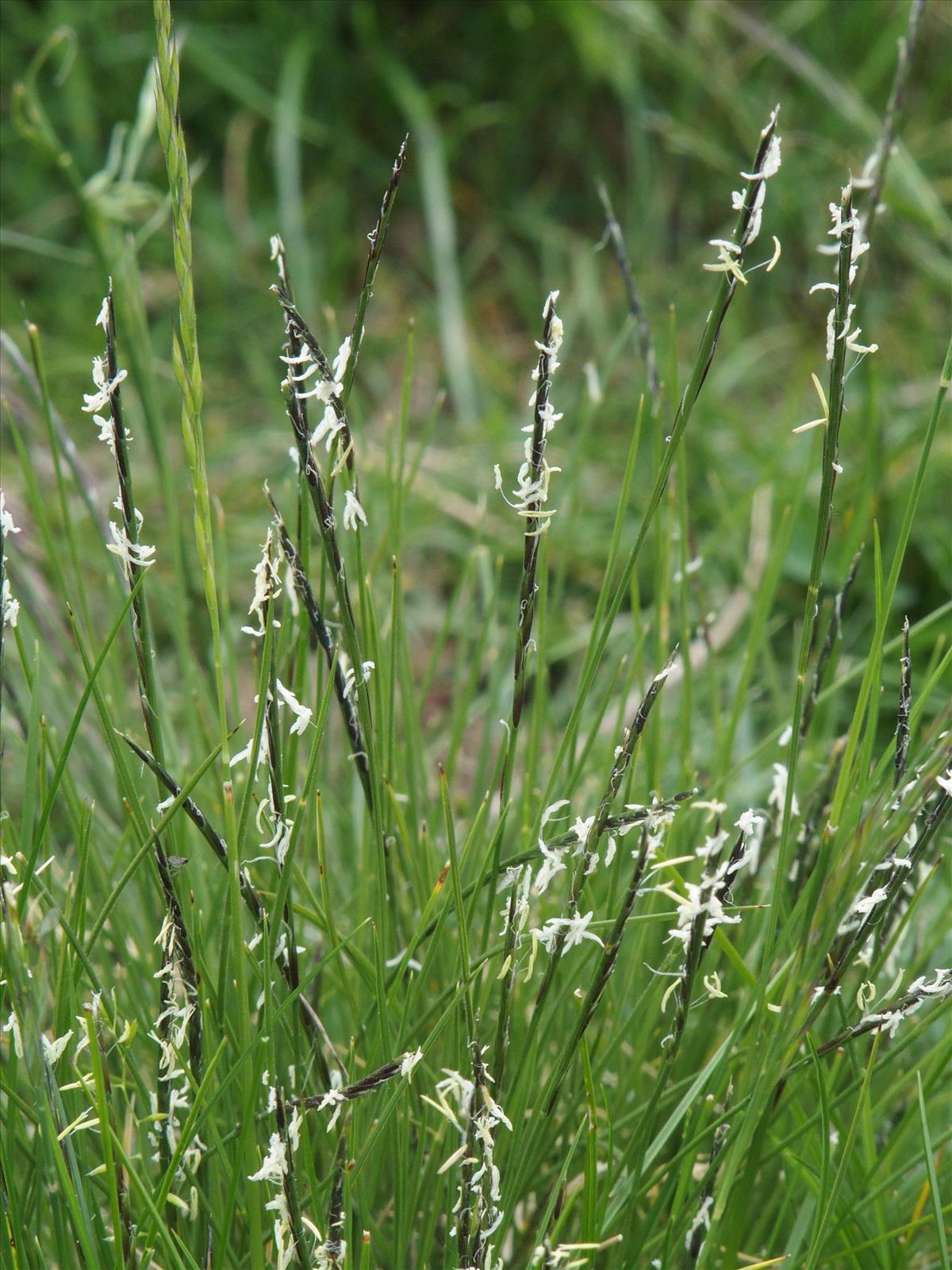 Nardus stricta (door Willemien Troelstra)