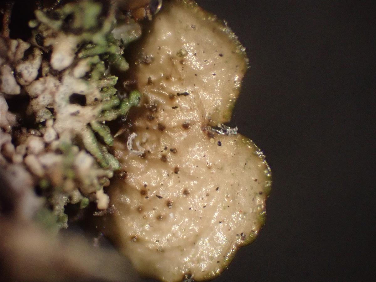 Melanelixia glabratula (door Lukas Verboom)